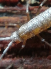 Pogonognathellus flavescens