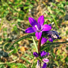 Campanula glomerata