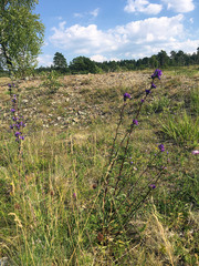Campanula glomerata