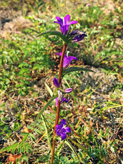 Campanula glomerata