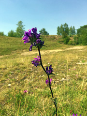 Campanula glomerata