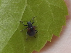 Neofidia humeralis
