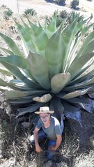 Agave atrovirens mirabilis