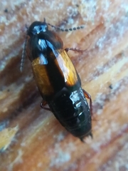 Tachinus subterraneus