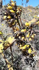 Agave atrovirens mirabilis