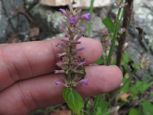 Image of Agastache breviflora by (c) Sam Kieschnick, some rights reserved (CC BY)