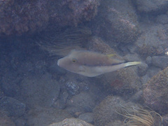 Canthigaster capistrata
