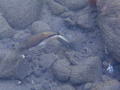 Canthigaster capistrata