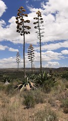 Agave atrovirens mirabilis