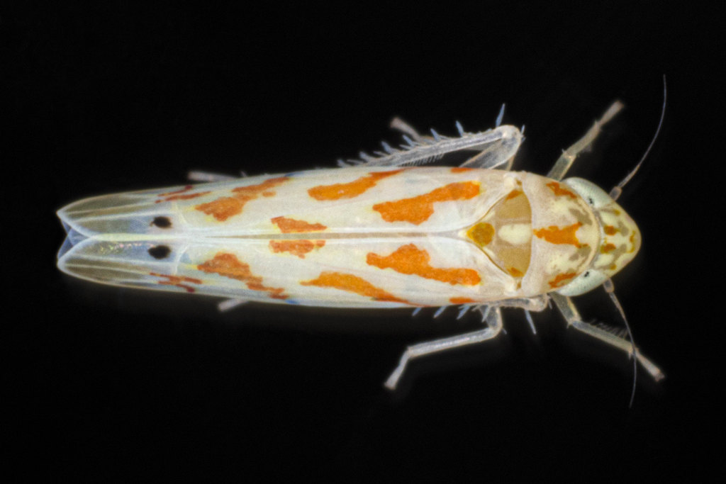Eratoneura gemina
