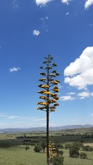 Agave atrovirens mirabilis