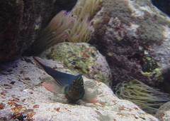 Ophioblennius atlanticus
