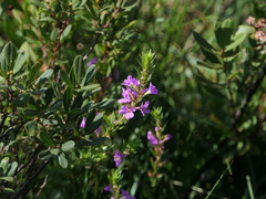 Lythrum junceum