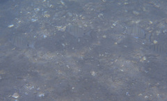 Diplodus