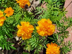 Tagetes erecta