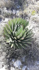 Agave horrida perotensis