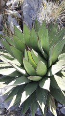 Agave horrida perotensis