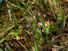 Scutellaria minor