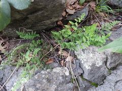 Myriopteris fendleri