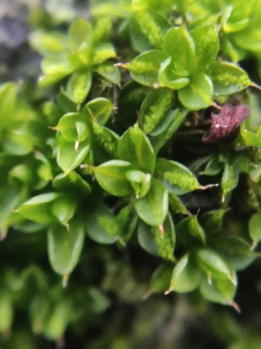 Syntrichia papillosa