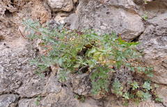 Scrophularia rupestris