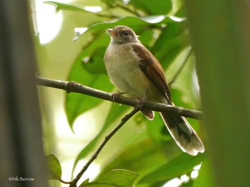 Rhipidura rufidorsa observed 2013-08-12