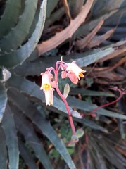 Echeveria amoena
