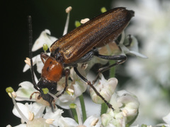 Anogcodes rufiventris