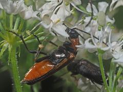 Anogcodes rufiventris