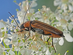 Anogcodes rufiventris