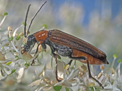Anogcodes rufiventris