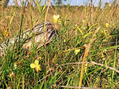 Viola lutea calaminaria