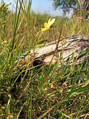 Viola lutea calaminaria