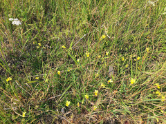 Viola lutea calaminaria
