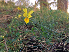 Viola lutea calaminaria