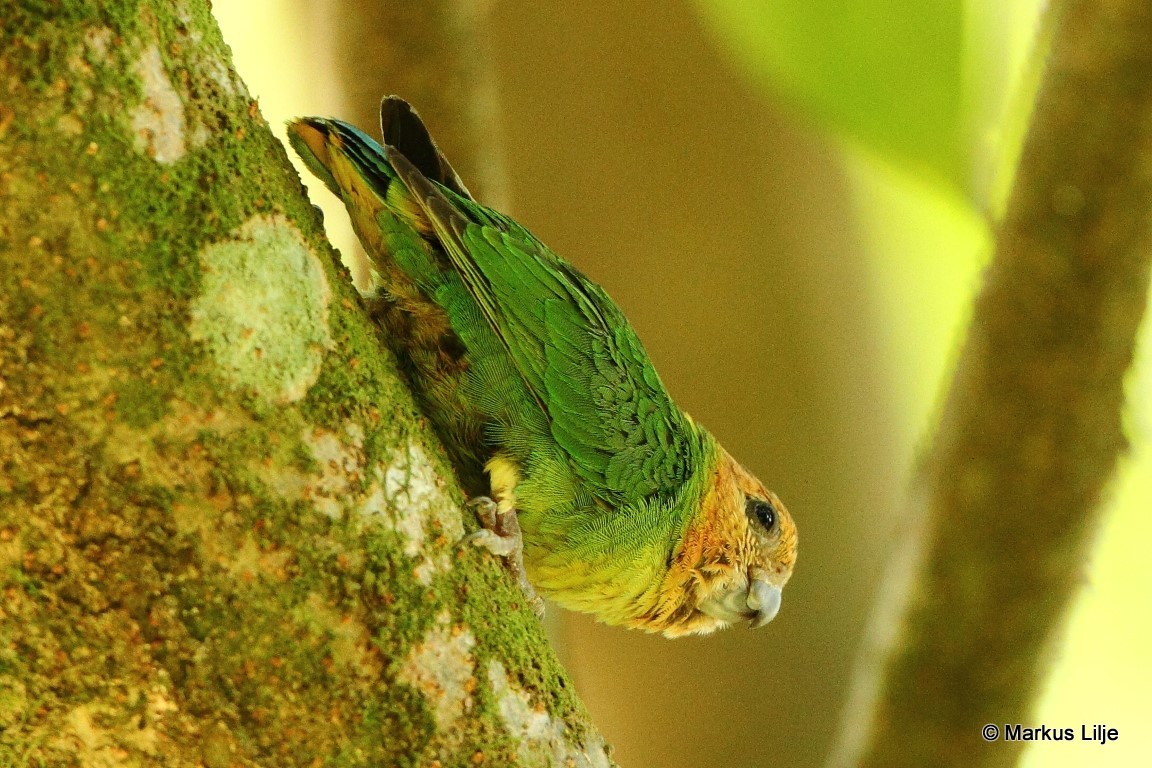 Buff-faced Pygmy-Parrot illustration