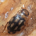 12-spotted Diving Beetle - Photo (c) Felix Riegel, some rights reserved (CC BY-NC), uploaded by Felix Riegel