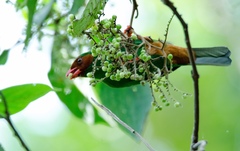 Chlorornis riefferii