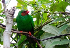 Chlorornis riefferii