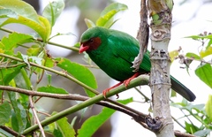 Chlorornis riefferii