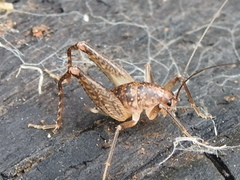 Pristoceuthophilus arizonae