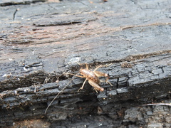 Pristoceuthophilus arizonae