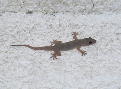 Hemidactylus flaviviridis