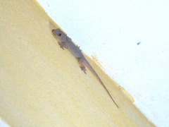 Hemidactylus flaviviridis