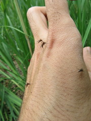 Ochlerotatus