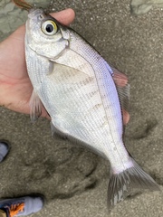 Hyperprosopon argenteum