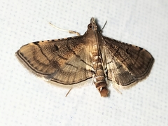 Marasmia