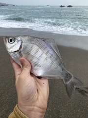 Hyperprosopon argenteum