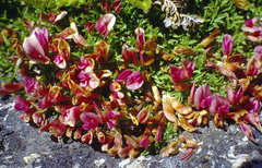 Trifolium nanum