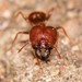Blunt-spined Big-headed Ant - Photo (c) Jason M Crockwell, some rights reserved (CC BY-NC-ND), uploaded by Jason M Crockwell